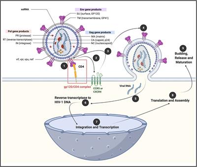 Platelets in HIV: A Guardian of Host Defence or Transient Reservoir of the Virus?